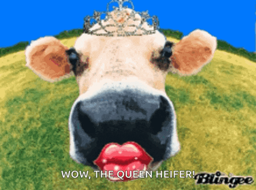 Cow Kiss GIF