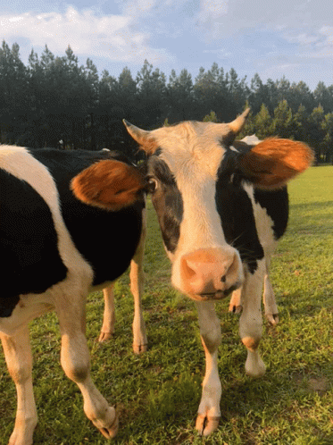 Cow Kisses GIF
