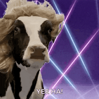 Cow Look At Me GIF