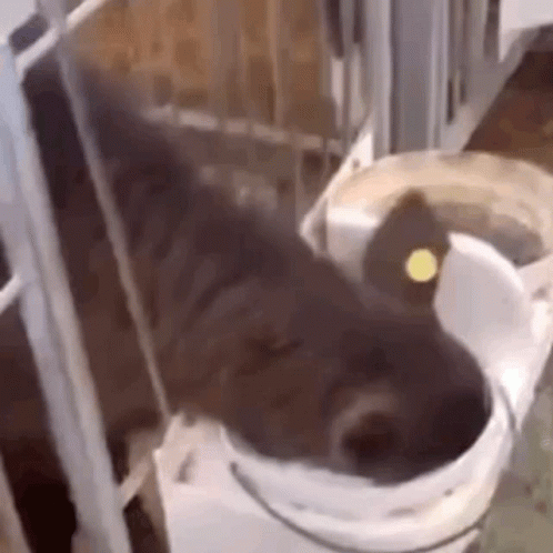 Cow Milk GIF. This 498 x 498 animated GIF is part of our cow milk collection. Related themes include breathing, cow. Created by rolebestie. View the…