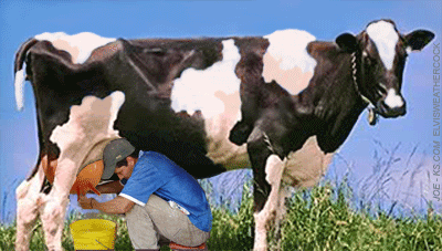 Cow Milking GIF. This 400 x 227 animated GIF is part of our cow milk collection. Created by SundaySono. View the original animation, share it, or browse…