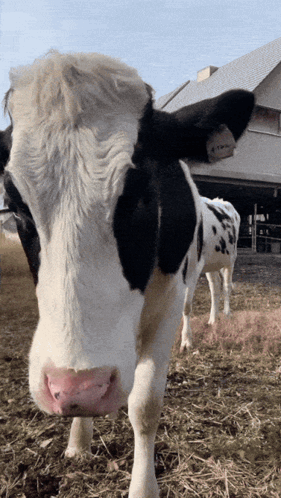 Cow Moo GIF