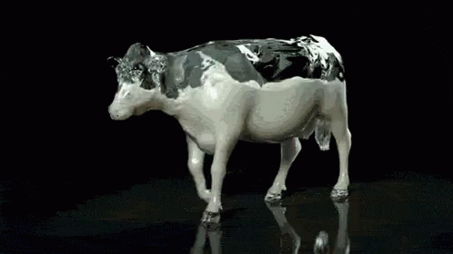 Cow Moo GIF. This 498 x 280 animated GIF is part of our cow milk collection. Related themes include animal, cow, walking. View the original animation, share…
