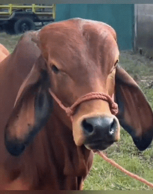 Cow Rock GIF