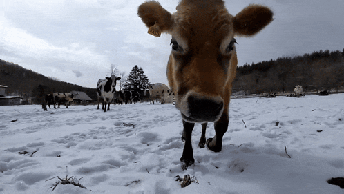 Cow Sniff GIF