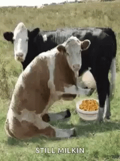 Cow Still Milkin GIF. This 240 x 320 animated GIF is part of our cow milk collection. Related themes include cow. Created by sadieP. View the original…