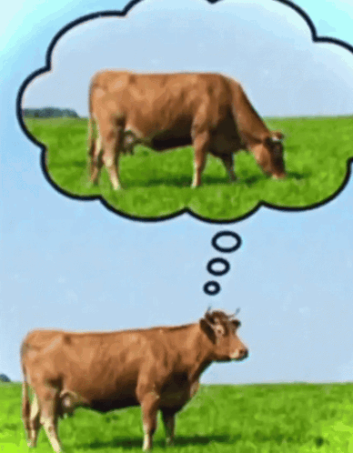 Cow Thinking Eating Grass Not Eating Grass Life Kinda Nosolohit GIF