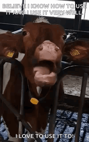 Cow Tongue GIF