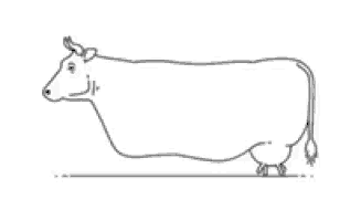 Cow Udder GIF