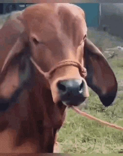 Cow What GIF