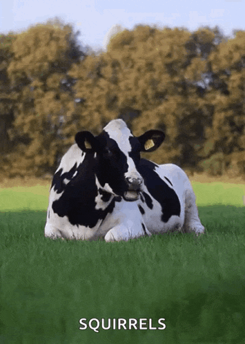 Cowcow Cows GIF