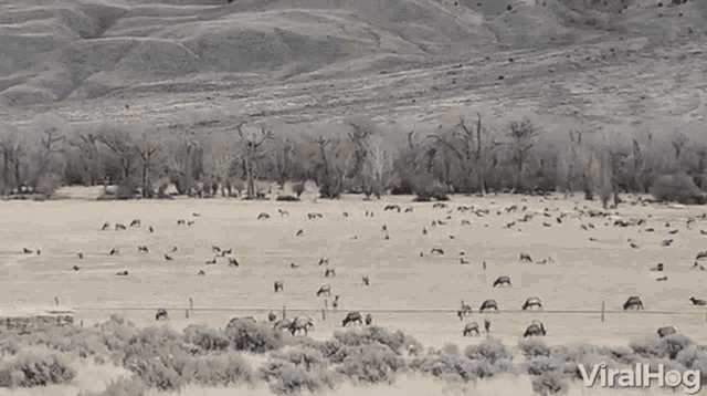 Cows Land GIF