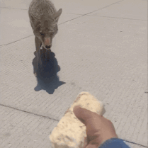 Coyote Burrito GIF