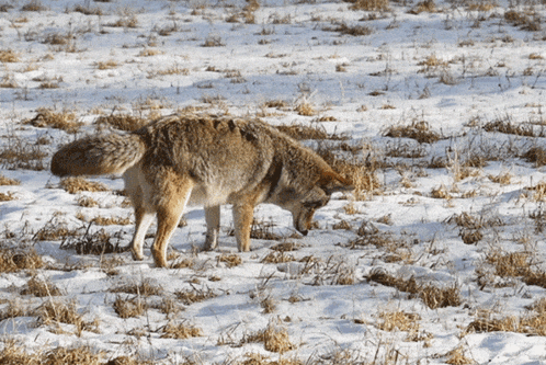 Coyote Coyotes GIF