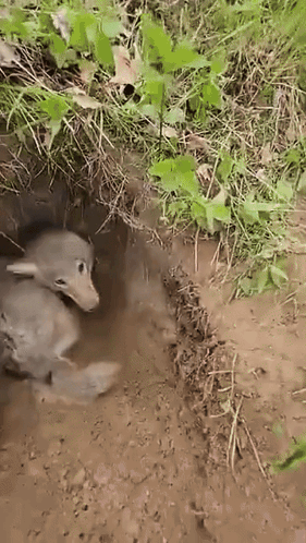 Coyote Coyotes GIF