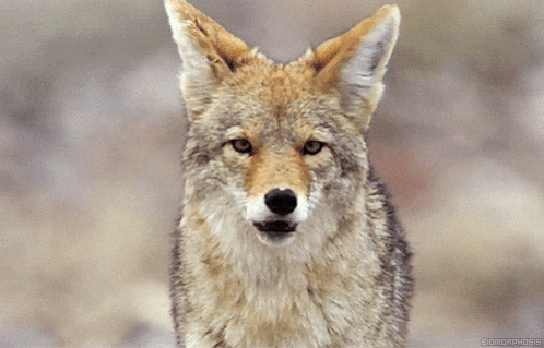 Coyote Coyotes GIF