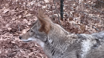 Coyote Howling GIF