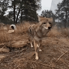 Coyote Lick GIF