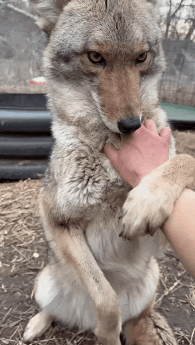Coyote GIF