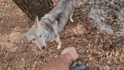 Coyote Scooter GIF