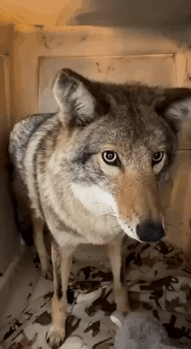 Coyote GIF