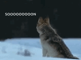 Coyotes Dog GIF