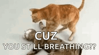 Cpr Cats GIF