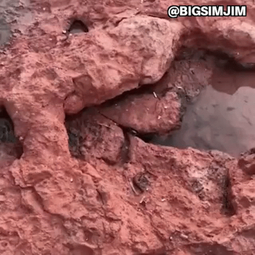 Crab Crabs GIF