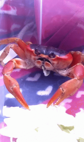 Crab Eating GIF