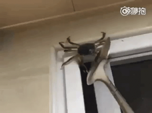 Crab Funny GIF