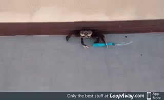 Crab Knife GIF