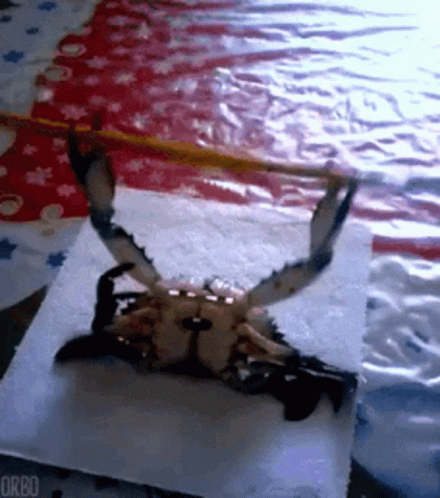 Crab GIF