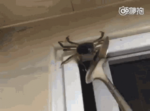 Crab GIF