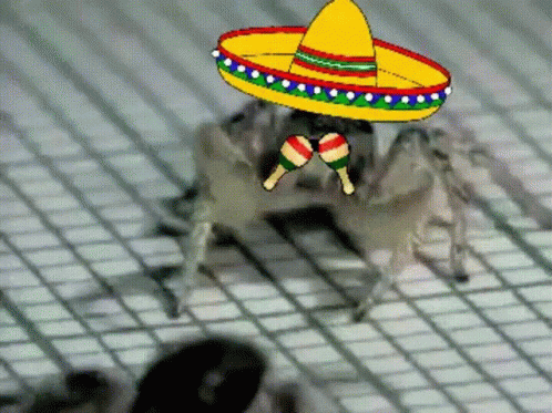 Crab Spider GIF. This 498 x 373 animated GIF is part of our spider collection. Related themes include dance. Created by RobertSoerensen. View the original…