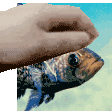 Crappie Fish Sticker