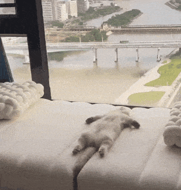 Crazy Cat Funny Cat GIF