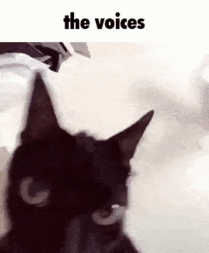 Crazy Cat GIF