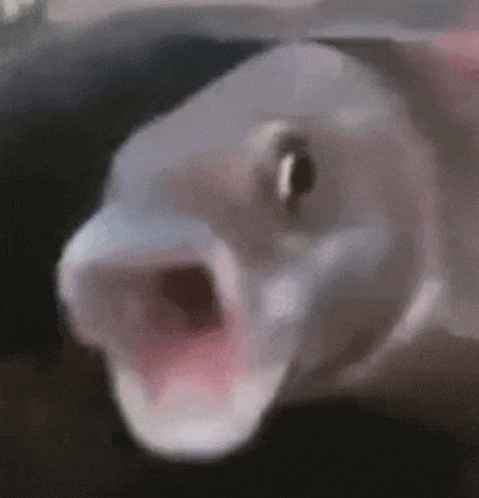 Crazy Fish Crazy Fish Meme GIF