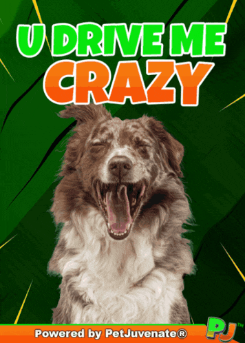 Crazy Love In Frustrated Temper Nutty Love Puppy Dog Pj Pet Chews A You Did What Funny Dog Gif Boop Bork Blep Boof And Hound Dog GIF