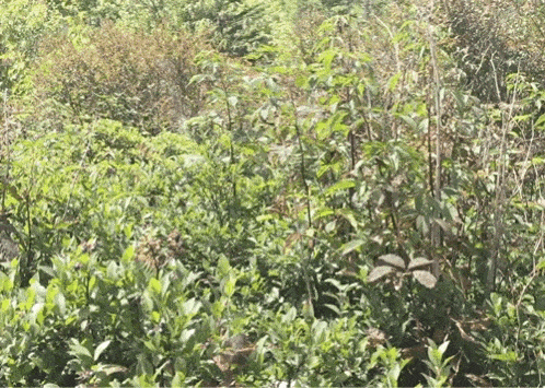 Creepy Peek GIF