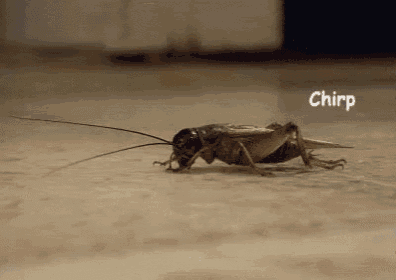 Cricket GIF