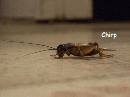 Crickets Chirping GIF. This 498 x 373 animated GIF is part of our cricket collection. Created by idiallo94. View the original animation, share it, or browse…