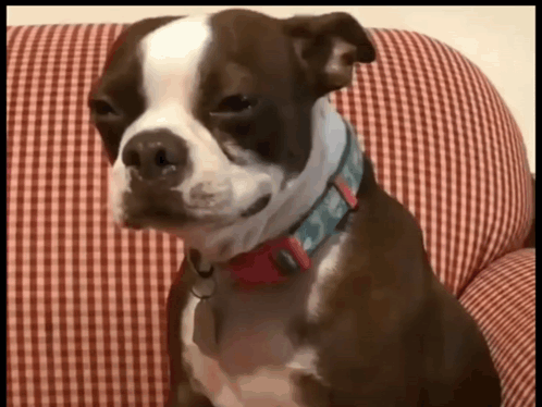 Criying Dog Sad GIF