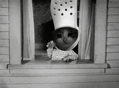 Croc Cat Croccat GIF. This 498 x 368 animated GIF is part of our throwing money away collection. Related themes include cat, funny, funny cat. Created by…