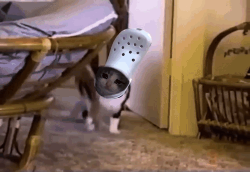 Croc Croc Cat GIF