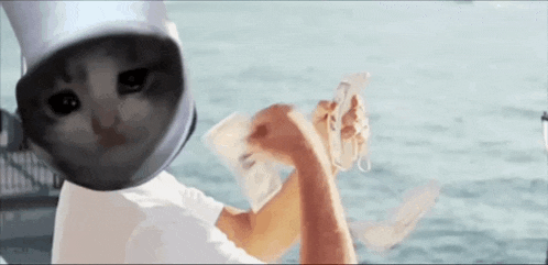 Croc Croc Cat GIF