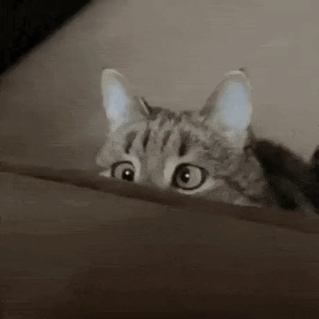 Cross Eyed Cat GIF