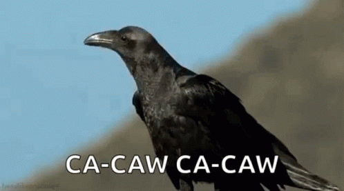 Crow Bird GIF