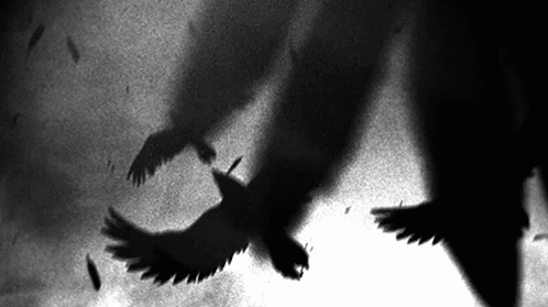 Crow Black GIF