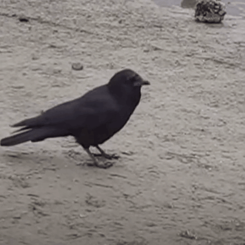 Crow Cool Woo GIF